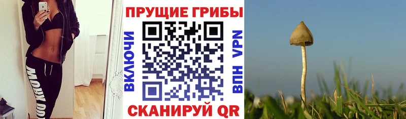 Галлюциногенные грибы MAGIC MUSHROOMS  как найти закладки  Зверево 